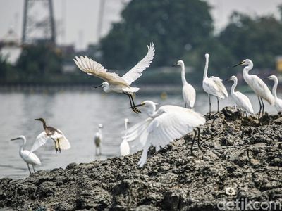 Potret Burung-Burung Air Bertahan di Tengah Kota