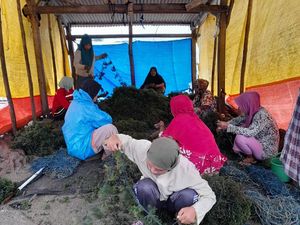 Produksi Rumput Laut Takalar Capai 463.155 Ton hingga September 2025