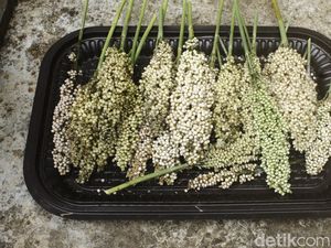 Ancaman Kemarau Panjang 2026, Erwan Dorong Tanaman Hemat Air