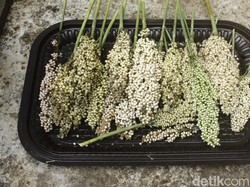 Ancaman Kemarau Panjang 2026, Erwan Dorong Tanaman Hemat Air