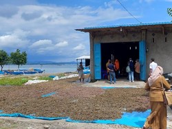 Rumput Laut Takalar Tembus Pasar Jepang-AS, Ekspor Capai 5%