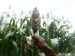 Sorgum Bersemi, Negeri Berenergi! Sorgum Bersemi, Negeri Berenergi!