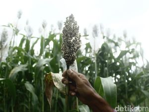 Sorgum Bersemi, Negeri Berenergi! Sorgum Bersemi, Negeri Berenergi!