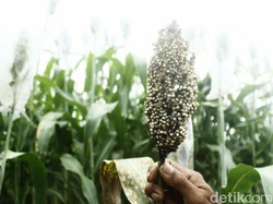 Sorgum Bersemi, Negeri Berenergi! Sorgum Bersemi, Negeri Berenergi!