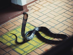 Waspada Banyak Ular Masuk Rumah di Musim Hujan, Ini 8 Cara Mencegahnya Waspada Banyak Ular Masuk Rumah di Musim Hujan, Ini 8 Cara Mencegahnya