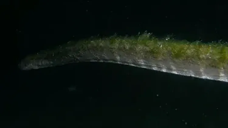 Komodo Geger: Penyelam Abadikan Ikan Purba Hidup di Kedalaman