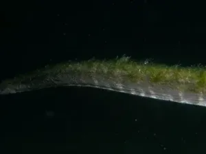 Ular Purba Terekam di Dasar Laut Dekat Pulau Komodo