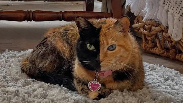 Venus, si kucing berwajah dua warna yang juga dijuluki chimaera cat, punya kekayaan Rp112,6 juta dari unggahan media sosialnya.