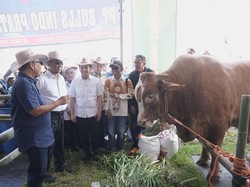 Ketua MPR Dorong Anak Muda Jadi Peternak Sapi: Hasilkan Cuan Besar