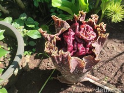 Bunga Bangkai Bermunculan di Ciamis, Tandai Dimulainya Musim Hujan