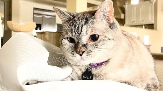 Nala, kucing paling kaya di dunia dengan kekayaan Rp1,66 triliun. Namanya sempat masuk Forbes Top Influencers: Pet Category pada 2017.