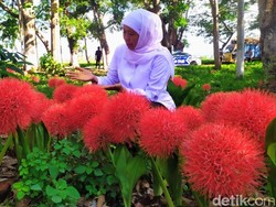 Kala Khofifah Kesengsem Bunga Desember Saat Kunjungan ke Bondowoso