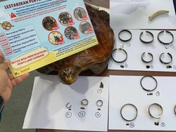 Duh! Penyu Jadi Cendera Mata di Pasar Balikpapan