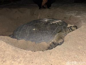 Telur Penyu Masih Dijual di Derawan, Turis Akui Bisa Pesan Bebas