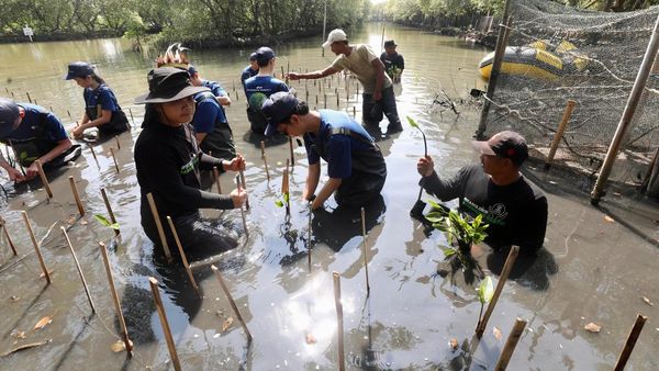 2.500 Mangrove Ditanam Serentak di Lima Provinsi untuk Jaga Bumi