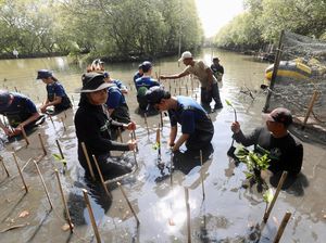 2.500 Mangrove Ditanam Serentak di Lima Provinsi untuk Jaga Bumi