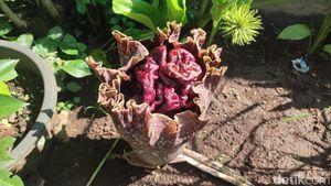 Penampakan Bunga Bangkai di Ciamis yang Muncul Saat Awal Musim Hujan