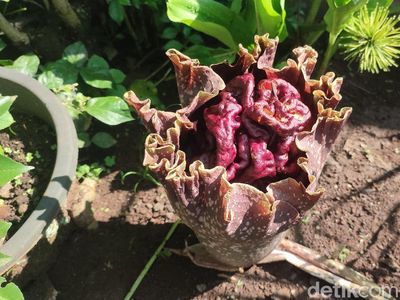 Penampakan Bunga Bangkai di Ciamis yang Muncul Saat Awal Musim Hujan
