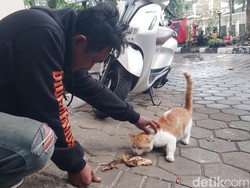 Populasi Kucing Liar di Cimahi Meledak, Shelter Disiapkan