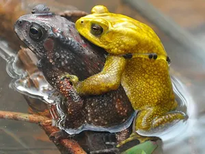 Kodok Ajaib yang Berubah Kuning Cerah Hanya Dua Hari Setahun