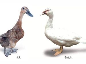 Itik Vs Entok, Sering Dianggap Sama Padahal Banyak Bedanya