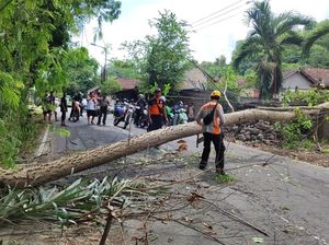 Jalur Amlapura-Denpasar Macet 1 Km gegara Pohon Kepuh Tumbang