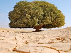 Fakta Pohon Sahabat Nabi di Yordania, Satu-satunya yang Masih Hidup