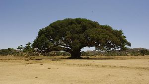 Potret Sahabat Nabi Muhammad SAW yang Masih Hidup