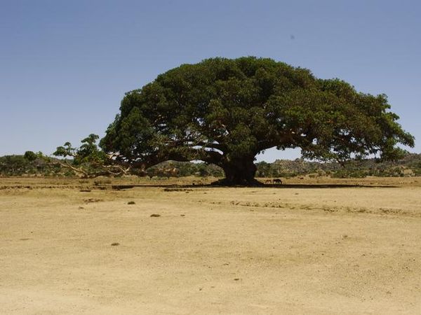 Potret Sahabat Nabi Muhammad SAW yang Masih Hidup