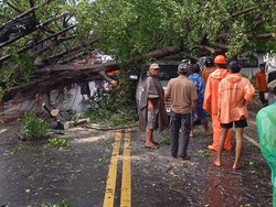 Pohon Tumbang Timpa Mobil di Jalan Gadang Malang, Lalin Terhambat