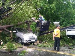Hujan Deras-Angin Kencang Bikin Belasan Pohon di Kota Malang Tumbang