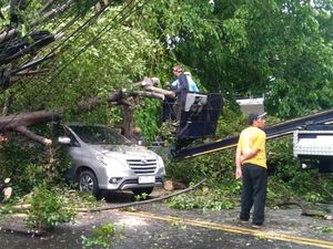 Hujan Deras-Angin Kencang Bikin Belasan Pohon di Kota Malang Tumbang