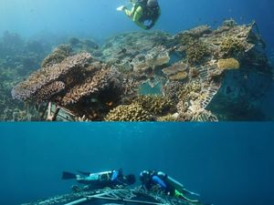 Cerita Teguh Ostenrik Proses Di Balik Film Bisikan Terumbu yang Diputar di Jakarta