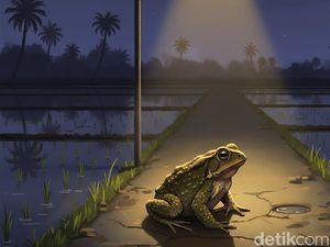 Heboh Suara Kodok Mirip Kerbau di Sukabumi, Begini Bunyinya
