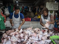 Harga Daging Ayam di Sumut Naik Jelang Nataru, Ada yang Rp 55 Ribu/Kg