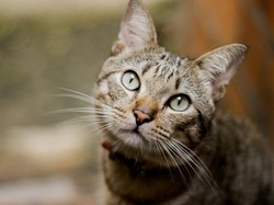 10 Ciri-ciri Kucing Rabies yang Perlu Diketahui dan Cara Mengobatinya
