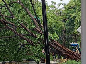 Video: Petugas Bersihkan Sisa Pohon Tumbang di Menteng