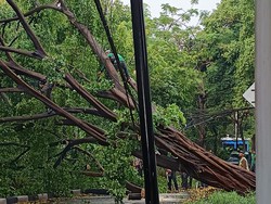 Pohon Beringin Besar di Menteng Tumbang, Badan Jalan Tertutup