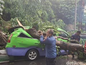 Angkot di Bogor Tertimpa Pohon Tumbang hingga Ringsek, Tak Ada Korban Jiwa