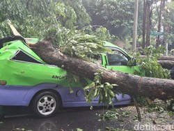 Pohon Tumbang Timpa Angkot di Bogor hingga Ringsek dan Tutup Lalin