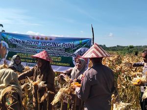 Polres Kuansing Sukses Panen Jagung di 2 Desa Wujudkan Ketahanan Pangan