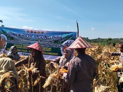 Polres Kuansing Sukses Panen Jagung di 2 Desa Wujudkan Ketahanan Pangan