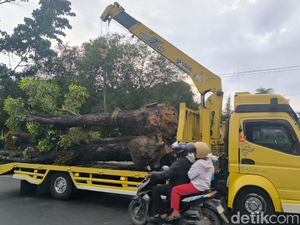 Trik Pemkot Pekanbaru Bangun Insfrastruktur Tanpa Korbankan Tanaman
