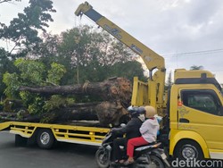 Trik Pemkot Pekanbaru Bangun Insfrastruktur Tanpa Korbankan Tanaman