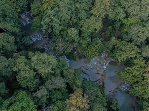 Kata Denny Caknan, Puan, dan Pemerintah soal Warga Patungan Beli Hutan