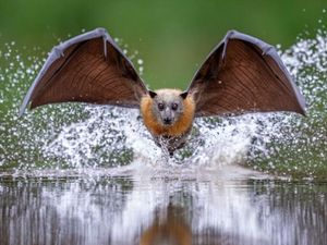 Karya Finalis Kontes Foto Hewan Liar Bikin Tercengang