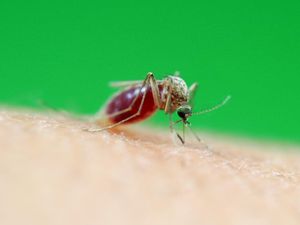 Pertama Kalinya, Spesies Nyamuk Tropis Ditemukan di Korea Selatan