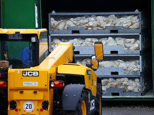 Flu Burung Merebak Lagi, 130 Ribu Unggas Dimusnahkan