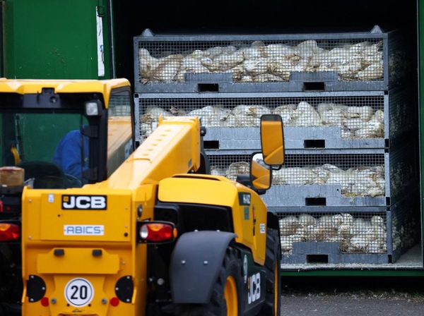 Flu Burung Merebak Lagi, 130 Ribu Unggas Dimusnahkan