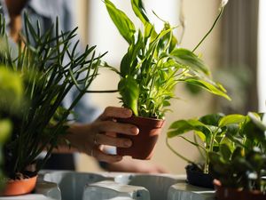 8 Cara Rawat Tanaman Hias Agar Tetap Subur Saat Musim Hujan